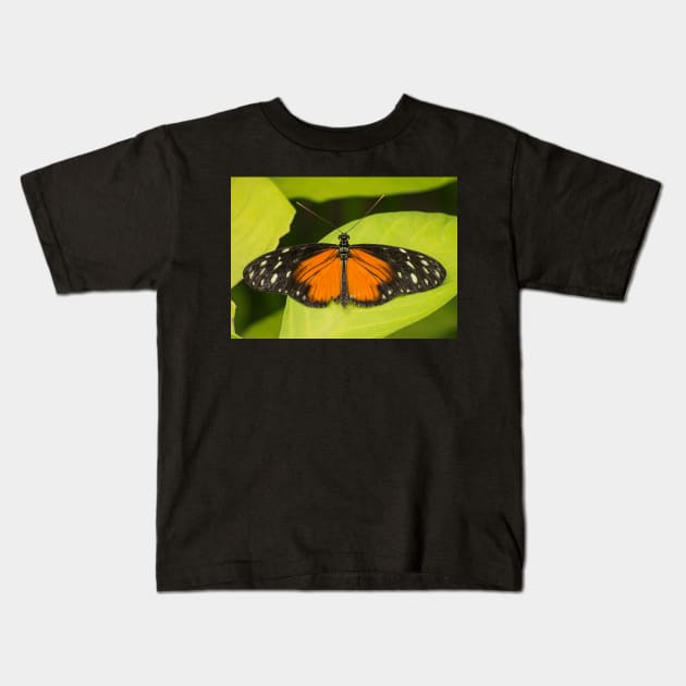 Orange, black and white butterfly Kids T-Shirt by Dolfilms